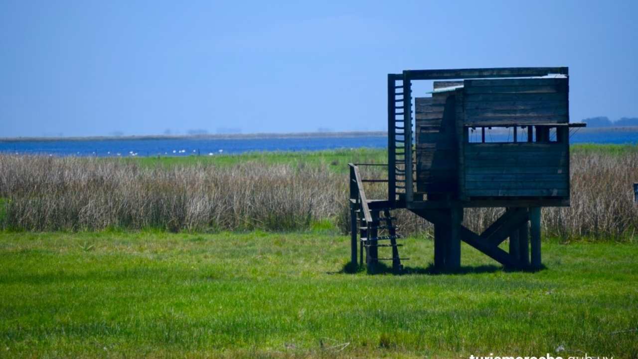 observacion pajaros uruguay