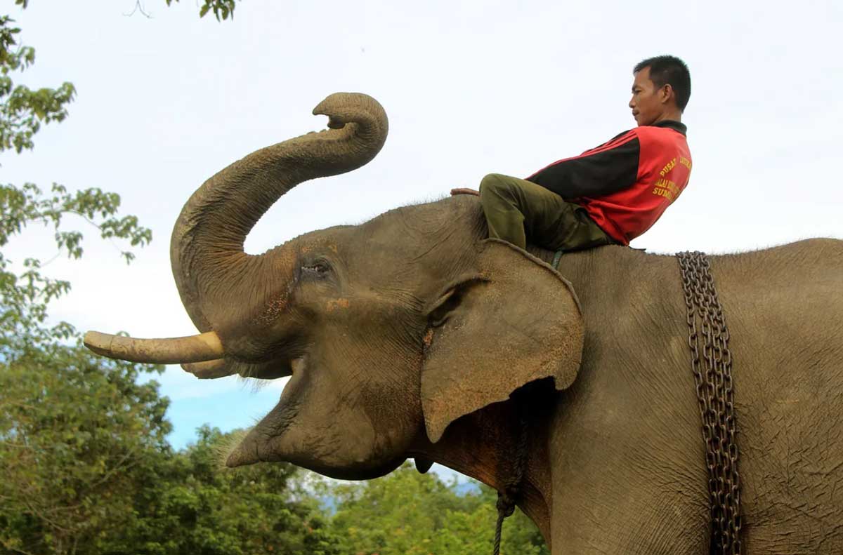 elephantsinonesia