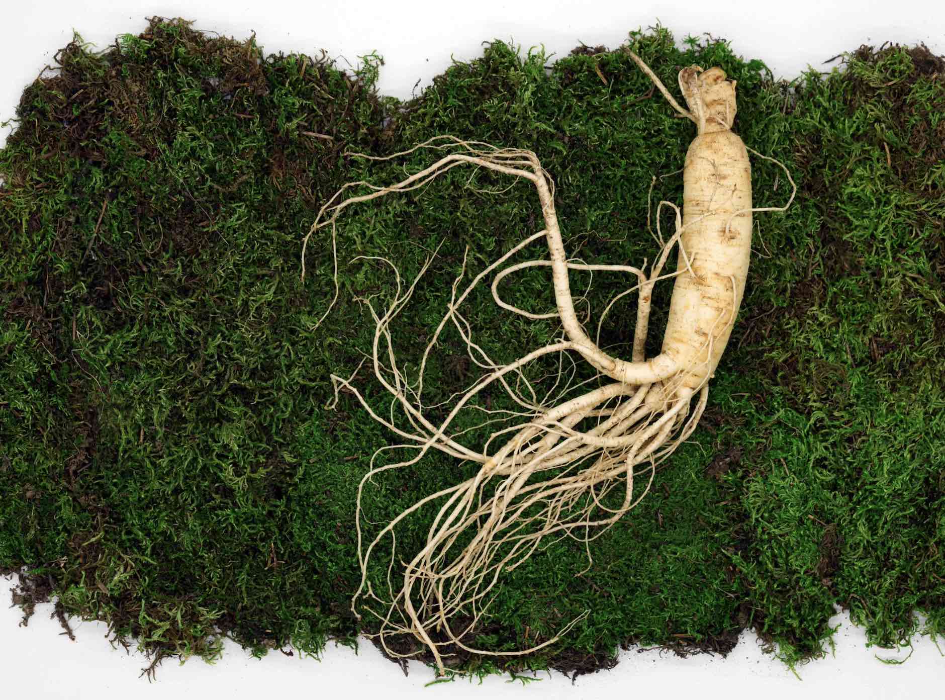 Ginseng. Foto: Unsplash.