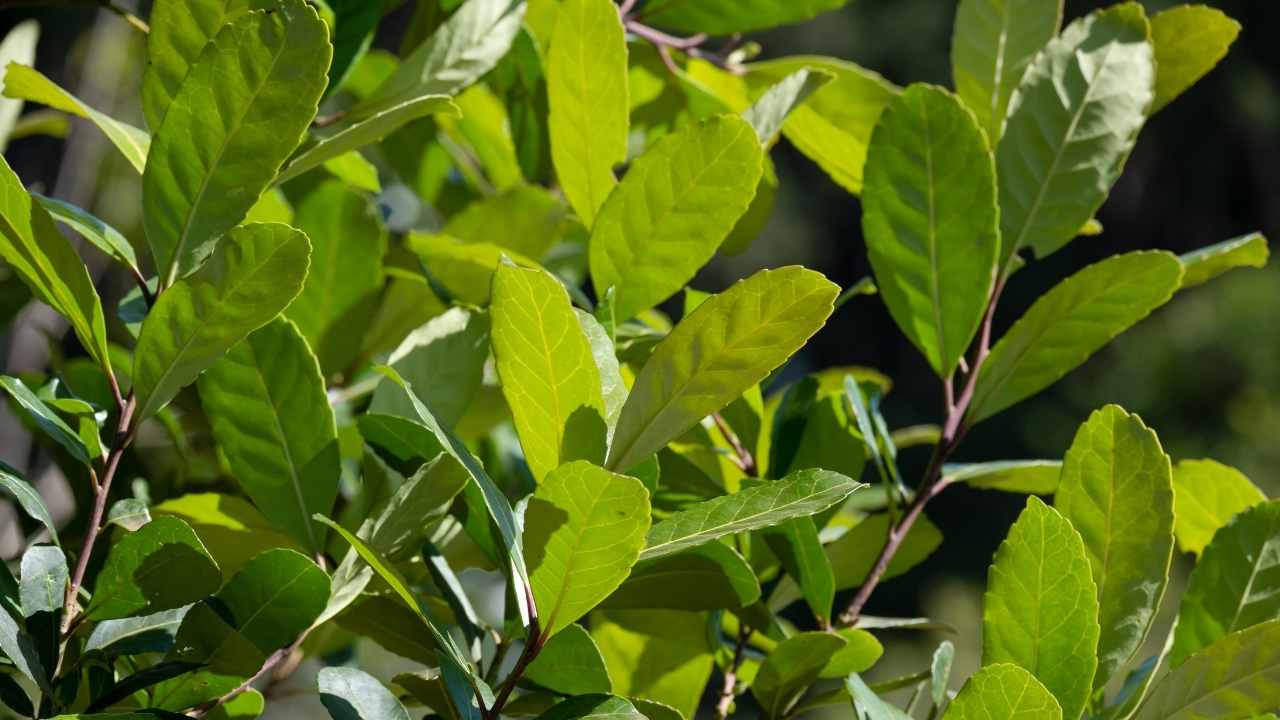 El Ilex Paraguariensis es la planta del mate. Uruguay consume hasta 12 kilos de yerba por persona al año