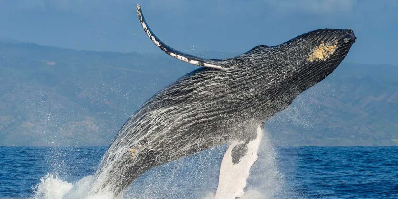 ballenas