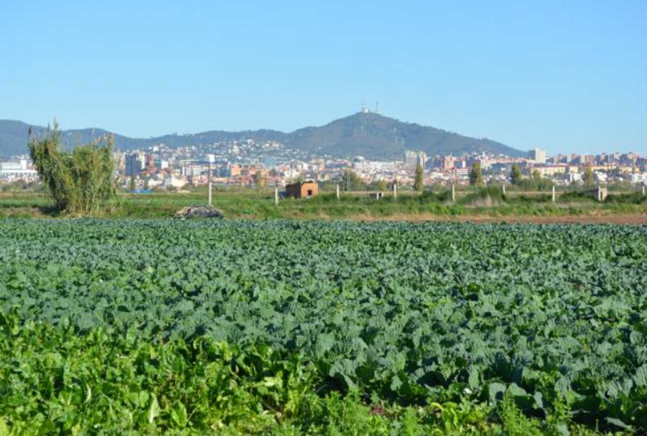 barcelonasueloagricolacrisis