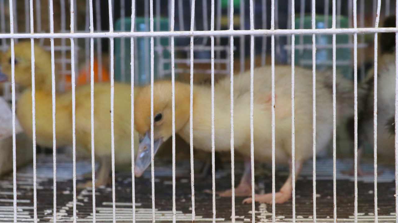 El foie gras se produce con base en crueldad animal