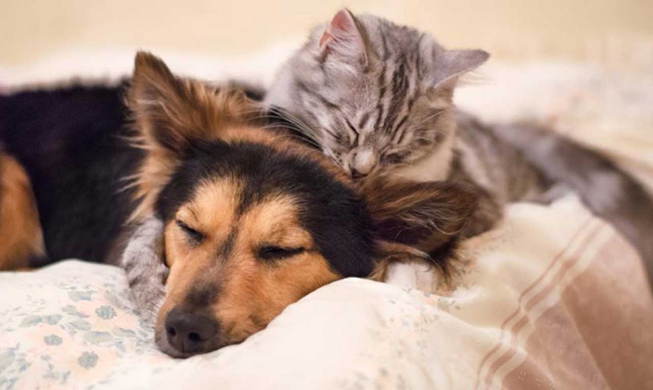 Las mascotas son oficialmente parte de la familia ante la ley siendo reconocidas como seres sintientes.