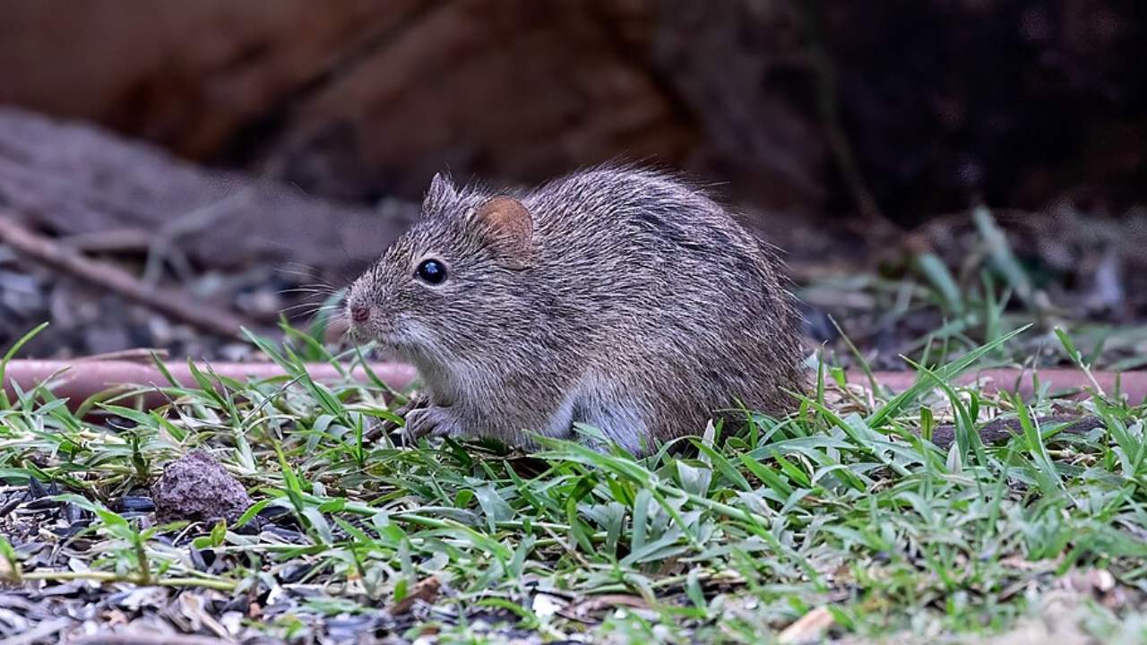 La rata café o rata algodonera crespa (Sigmodon hispidus) transmite el hantavirus