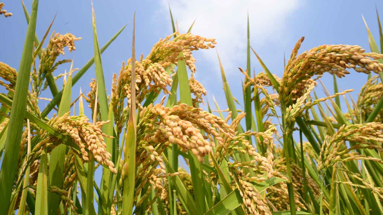 Exportación de arroz uruguayo a Europa completa el 63% del cupo preferencial del nuevo pacto