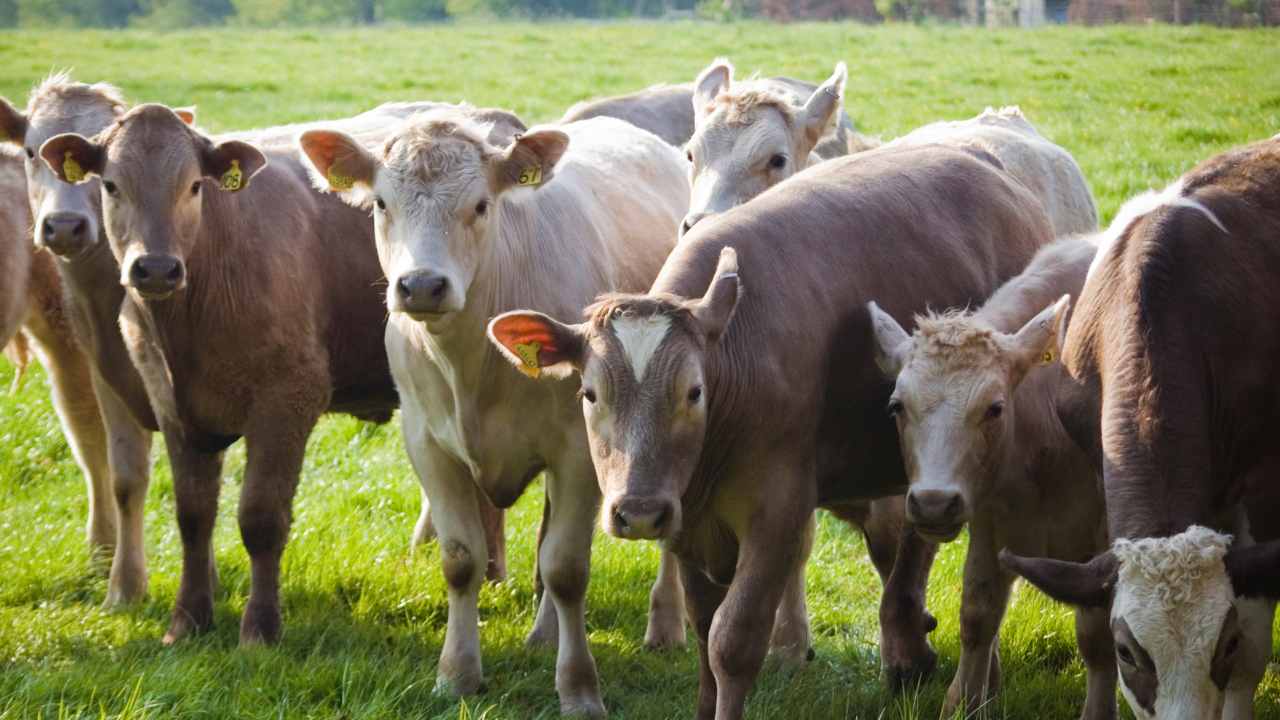 ganado emergencia agropecuaria uruguay