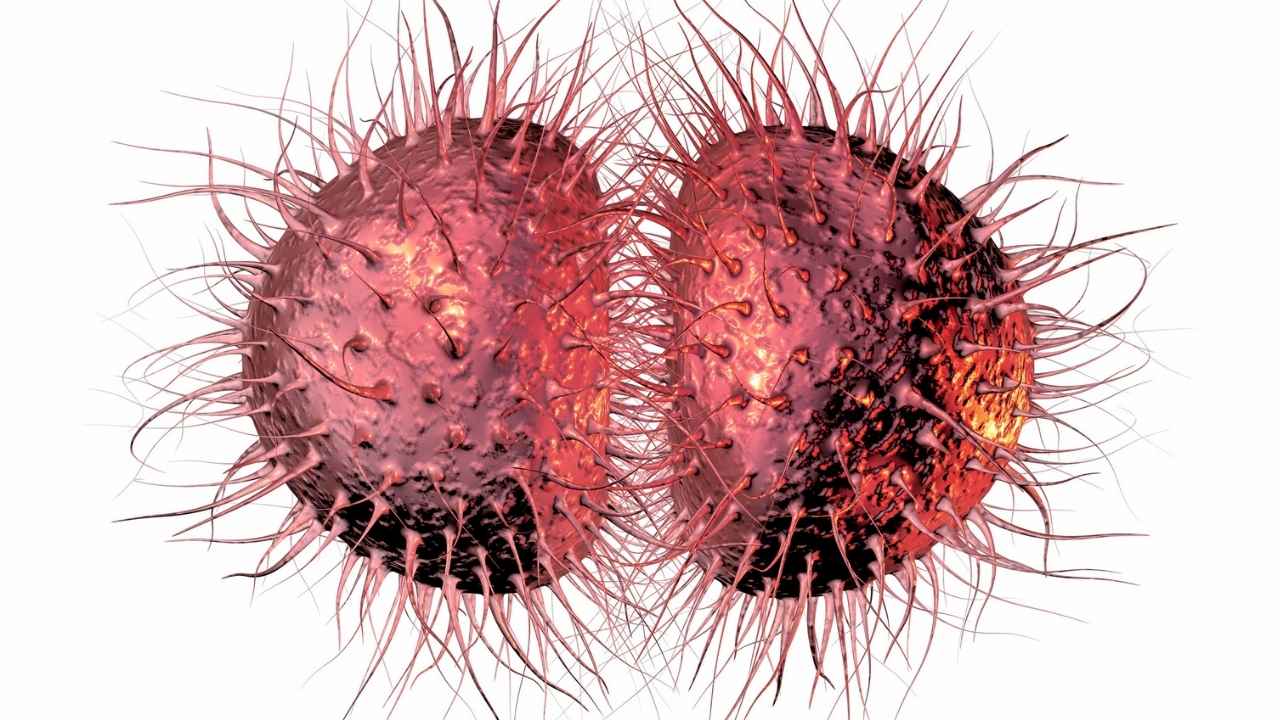 Bacteria meningococo (Neisseria meningitidis)