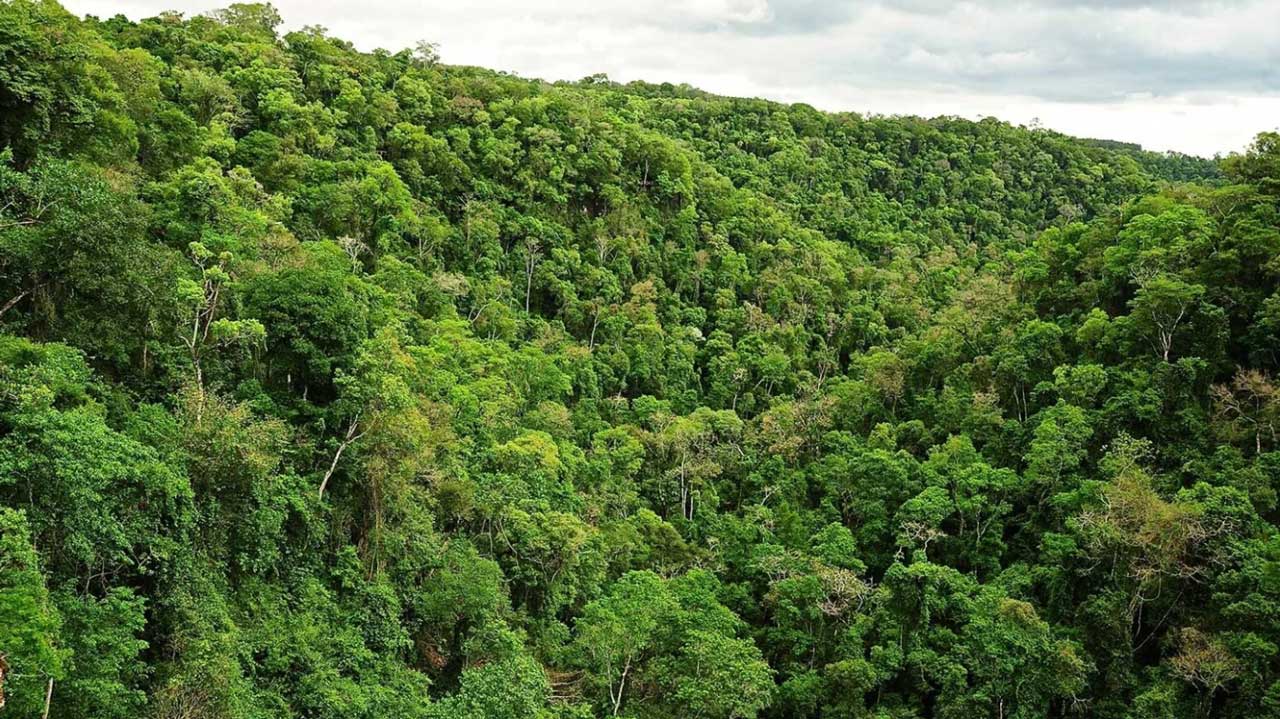 Selva amazónica, Argentina.