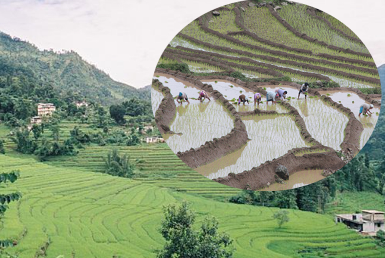 ecologia