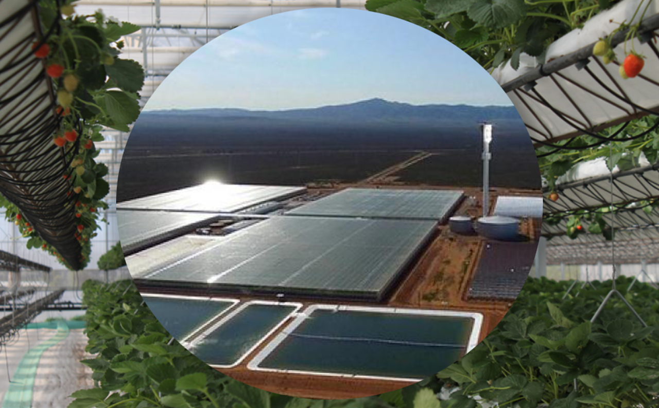 Los invernaderos de alta tecnología de Sundrop