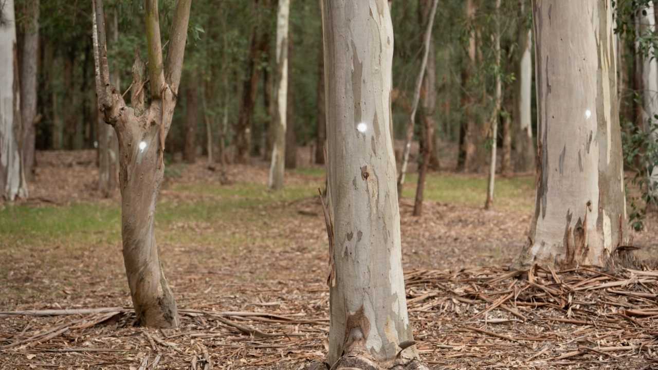 Árboles marcados para su tala en Parque Roosevelt (Foto enviada a LARED21)