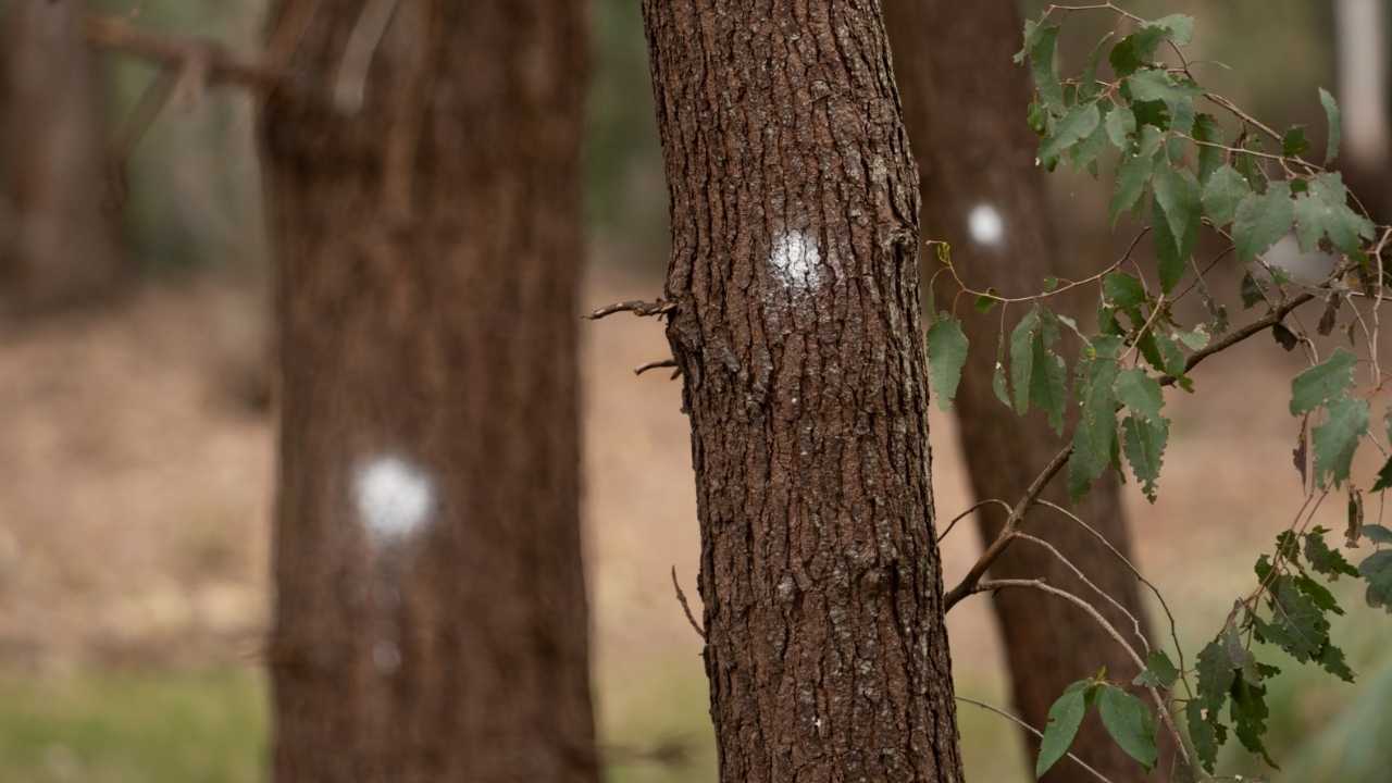 Árboles marcados para su tala en Parque Roosevelt (Foto enviada a LARED21)