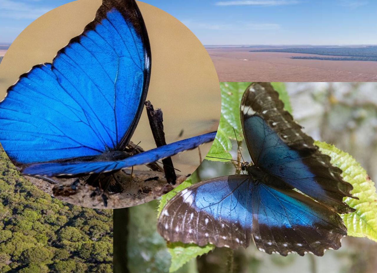 mariposas-sin-color