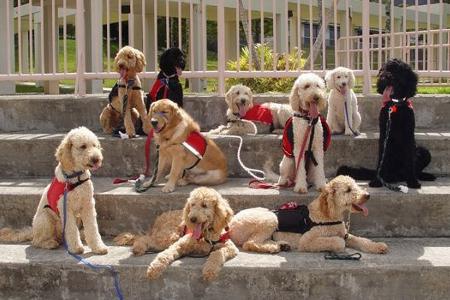 Perros entrenados