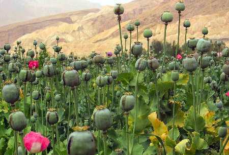 Plantación de opio en Afghanistán