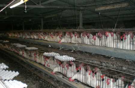 Pollos enjaulados