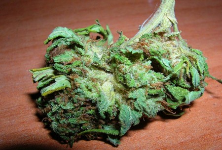 marihuana
