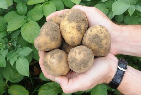 papas modificadas genéticamente BASF AFP