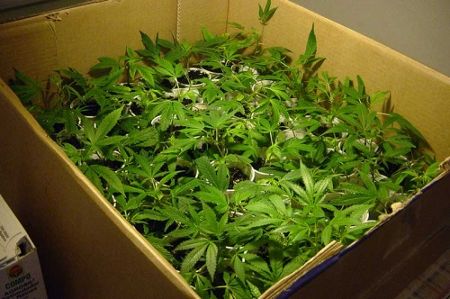 planta marihuana