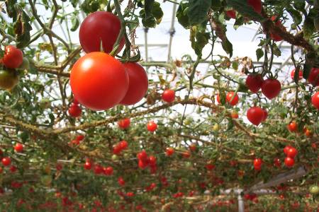 tomates