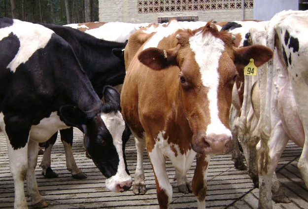vacas aftosa