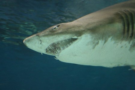 Tiburón