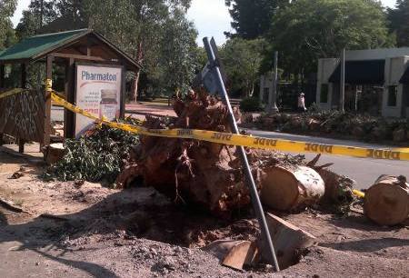Árbol caído Fabiana Barreto