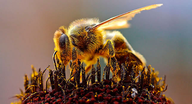 Una abeja recolectando polen 