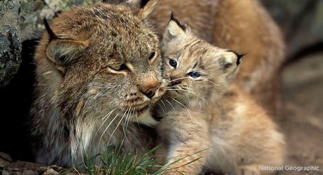 Una madre lince protegiendo a su cachorro