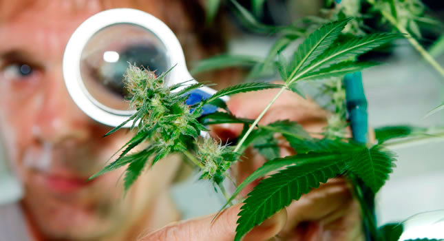 Los efectos de la marihuana sobre la salud son muy conocidos
