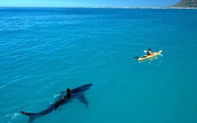 recife tiburones acechando costas turistas demasiados alejan lr21 tiburn