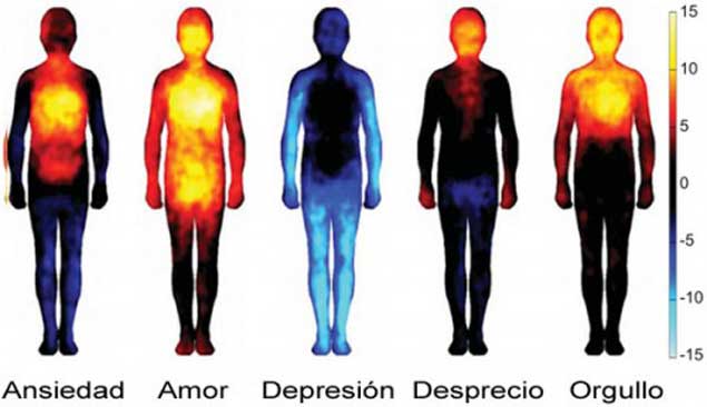 cristal cien Impulso Primer mapa corporal de emociones es creado por científicos - Noticias  Uruguay, LARED21 Diario Digital