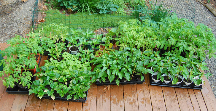 Cultivar vegetales y hierbas aromáticas con poco espacio