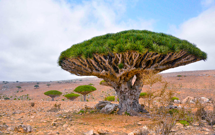 En la isla aislada de Socotra, Yemen