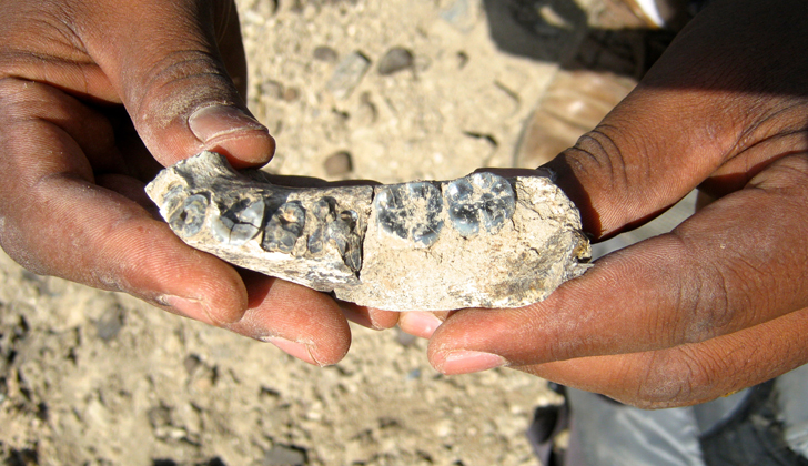 El fósil tiene una interesante mezcla de rasgos modernos y primitivos: mientras sus dientes son más pequeños como los del género Homo, su barbilla es aún australopiteca. / Foto: Brian Villmoare - AFP