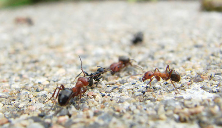 Maneras sencillas de localizar un hormiguero (con fotos)