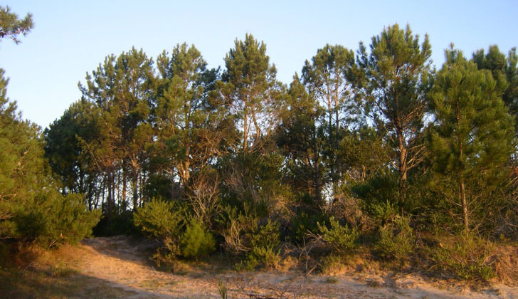 bosque