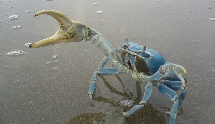 Uno de los factores que ha podido llevar al Cangrejo Azul a migrar, es el cambio en las temperaturas de los océanos, que los hace huir y buscar nuevos entornos. Foto: Universally Speaking - Flickr.com. 