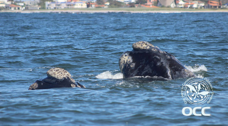 cetaceos-la-paloma-uruguay