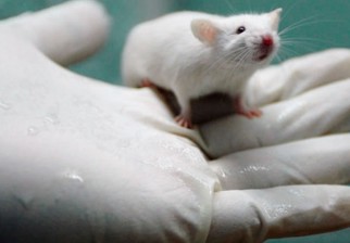 Científicos internacionales lograron devolver el oído a ratones sordos a través de una terapia génica. Foto: EFE