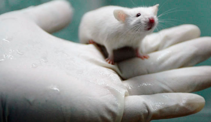 Científicos internacionales lograron devolver el oído a ratones sordos a través de una terapia génica. Foto: EFE
