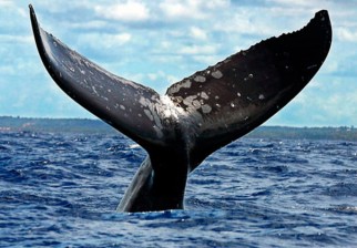 Día Mundial contra la Caza de las Ballenas. Foto:EFE