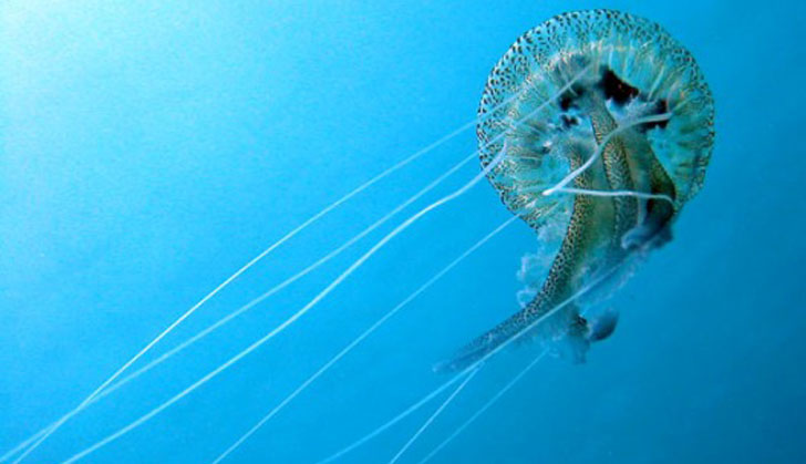 Medusa