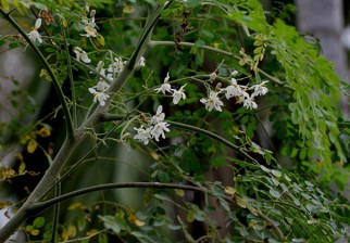 Moringa, el árbol del futuro para luchar contra la desnutrición. Foto: Wiki Commons