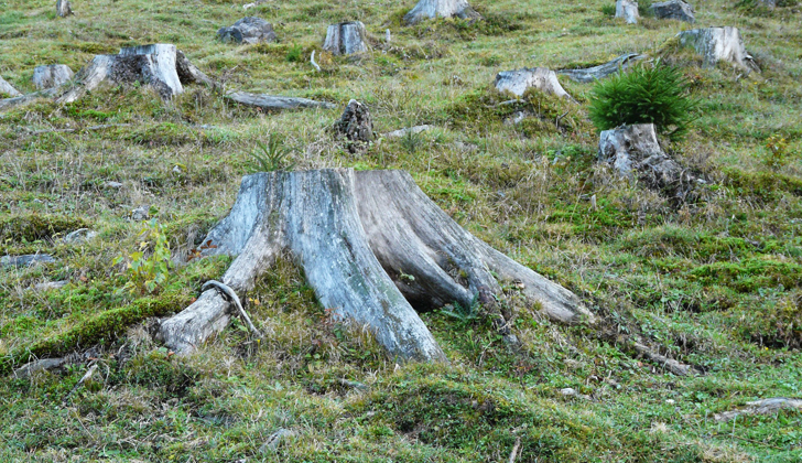 La multa por hectárea desforestada es de 12.500 dólares. Foto: Pixabay.