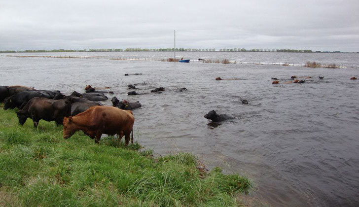 inundaciones-campo-uruguay