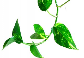 La NASA recomienda plantas para purificar el aire del ambiente. Foto: Wikicommons