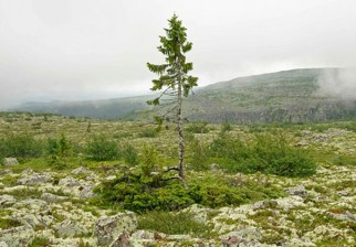 El árbol más viejo del mundo tiene 9.550 años y aún crece en Suecia. Foto: Leif Kullman