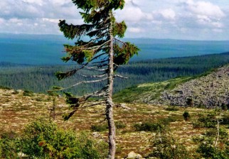 arbol-viejo-tjikko-